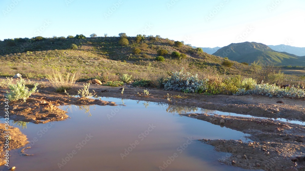 Fototapeta premium Rainwater Puddle on a Karoo Dirt Road with Hill and Mountains