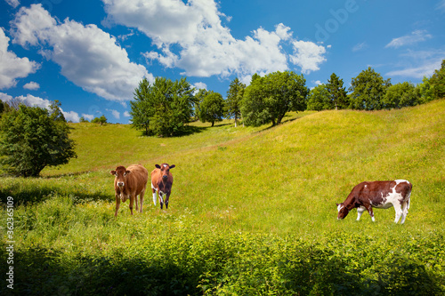 Fototapeta Naklejka Na Ścianę i Meble -  Green grass and cows grazing in Velfjord, Northern Norway
