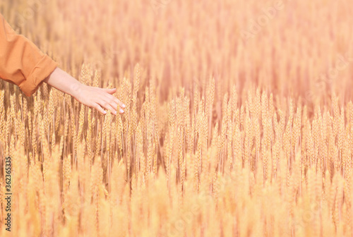 A woman's hand gently and lovingly touches the Golden ears of wheat in a wheat field on a Sunny autumn day.agricultural industry.
