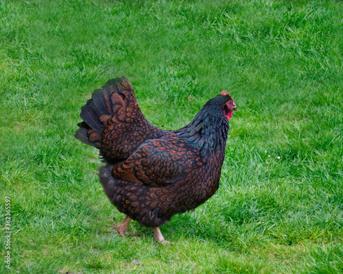 A dutch dubble zoomed chicken named a Barnevelder on the grassfield, photo made in Weert the Netherlands. photo