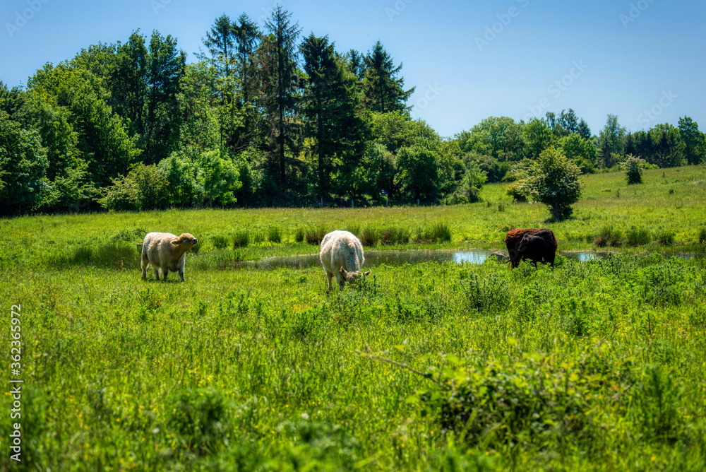 Fototapeta premium Galloway cattles at the Kaltenhofer Moor in Schleswig-Holstein in Germany