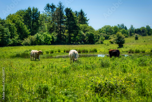 Galloway cattles at the Kaltenhofer Moor in Schleswig-Holstein in Germany