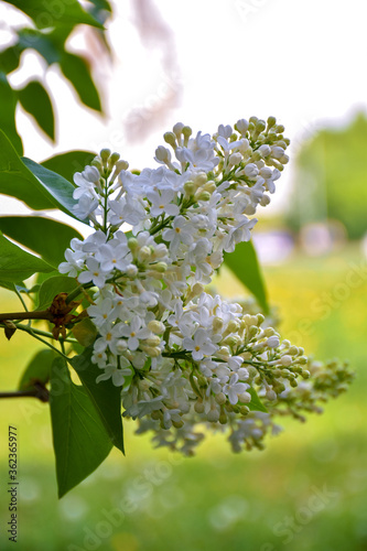 branch of lilac