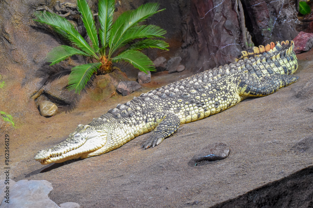 Fototapeta premium alligator in the swamp