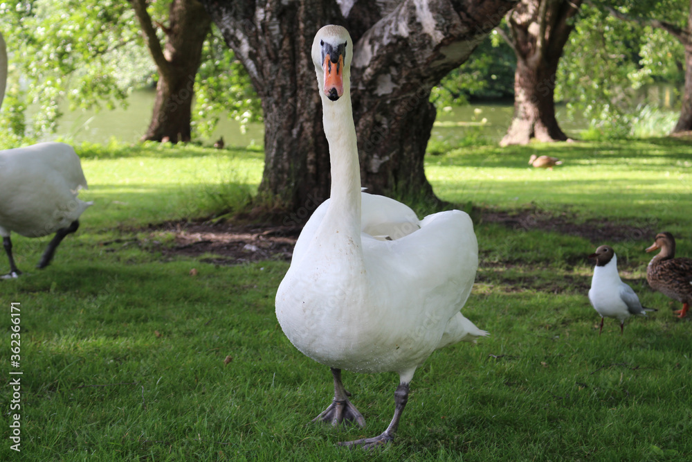 Obraz premium A Swan walking on the grass in a Park in the city of Lahti. Finland.