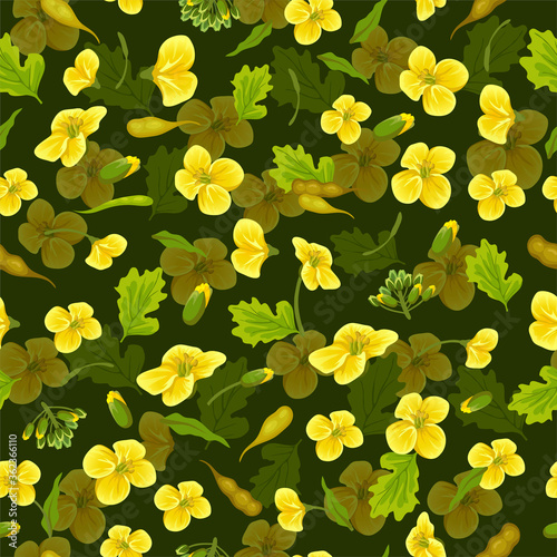 Pattern rape flowers, canola. Brassica napus. Seamless vector background.