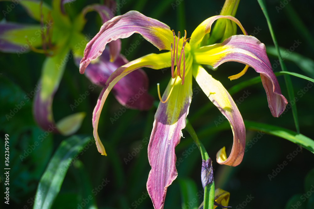 Daylilies spider in mixborders on the flowerbed in the garden. Gardening Daylilies spider in mixborders on the flowerbed in the garden. Gardening