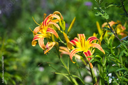 Daylilies spider in mixborders on the flowerbed in the garden. Gardening photo