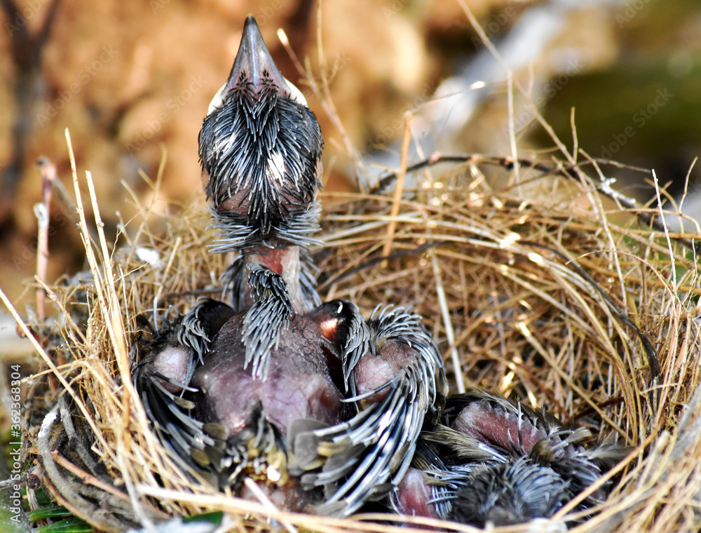 Fototapeta premium Two young sparrows are hungry in the nest on the palm trees.