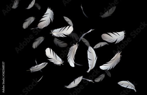 White bird feathers floating in the dark. Feather abstract on black background.