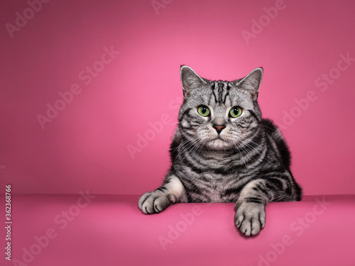 Fototapeta Naklejka Na Ścianę i Meble -  Handsome black silver blotched British Shorthair cat, laying down facing front with both paws hanging over edge. Looking curious towards camera with green eyes. Isolated on pink background.