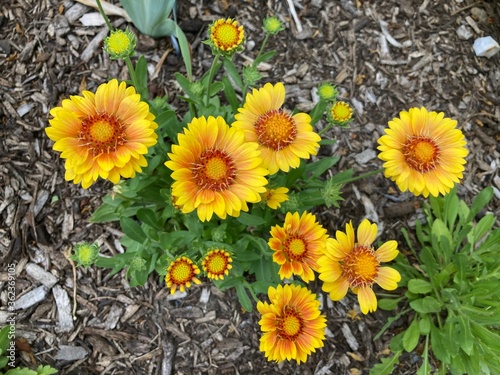 yellow flowers in the garden