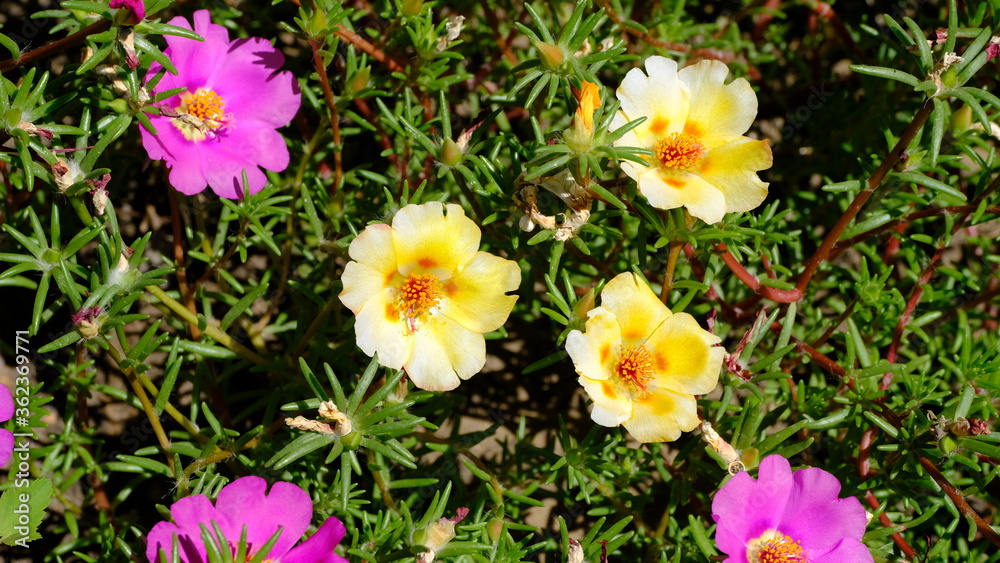 Defocused blurred floral background for web design. Flowers in a city park Defocused blurred floral background for web design. Flowers in a city park
