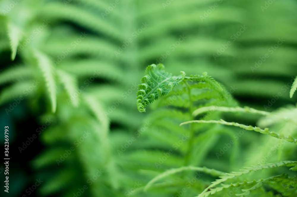 The young shoots of the fern leaves. Beautiful natural background. Nature concept in calendars, business cards, greeting cards The young shoots of the fern leaves. Beautiful natural background. Nature concept in calendars, business cards, greeting cards