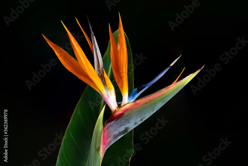 bird of paradise flower with leaf isolated on a black background © Louis