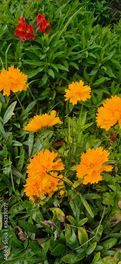 orange flowers in the garden orange flowers in the garden