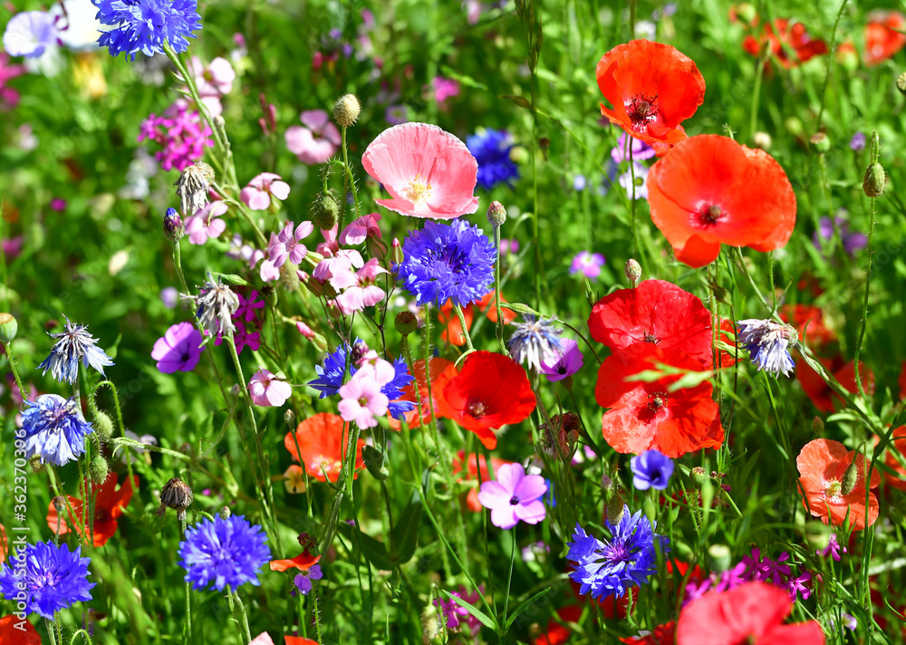 Fototapeta premium Gartenblumen gemischt