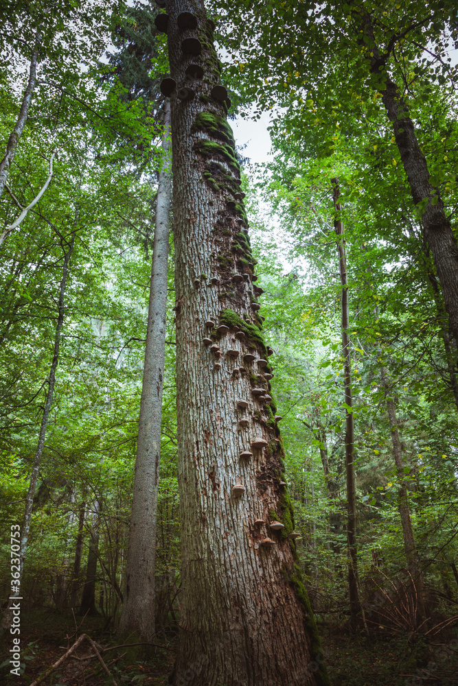 Fototapeta premium Bialowieza National Park