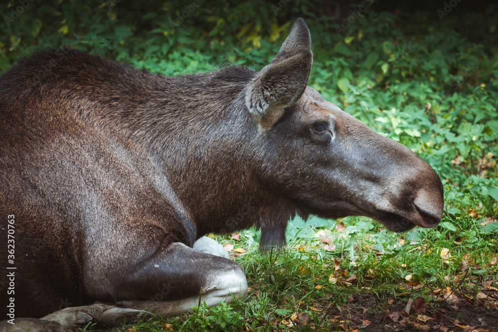 Moose in Bialowieza National Park Moose in Bialowieza National Park