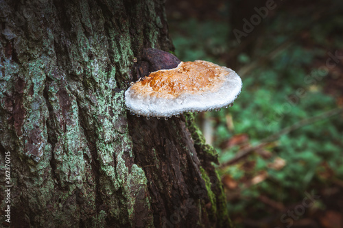 Bialowieza National Park