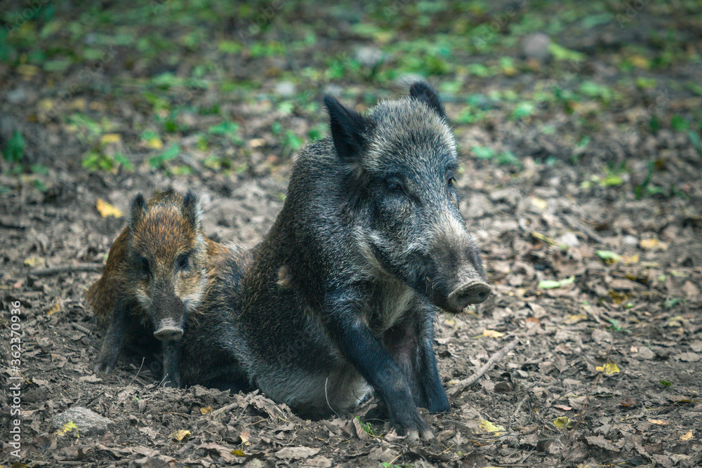Wild boar in Bialowieza National Park Wild boar in Bialowieza National Park