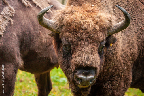 European bisons in Bialowieza National Park