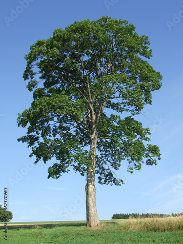 maple fruits bark wood tree deciduous foliage
