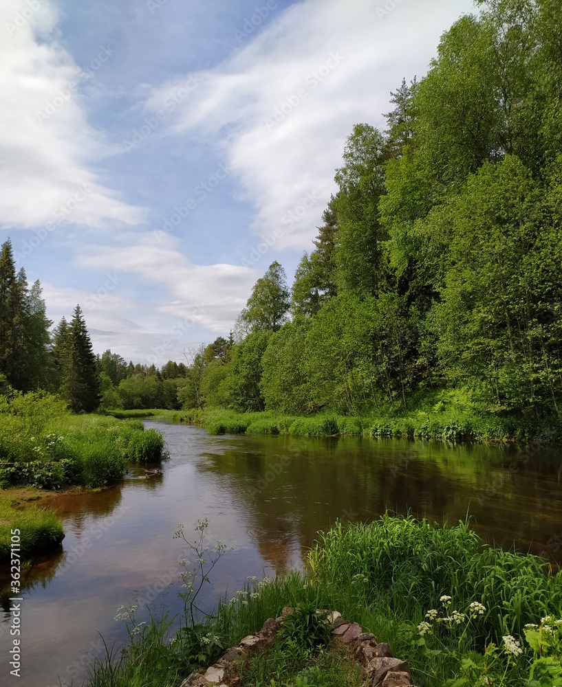 river in the forest