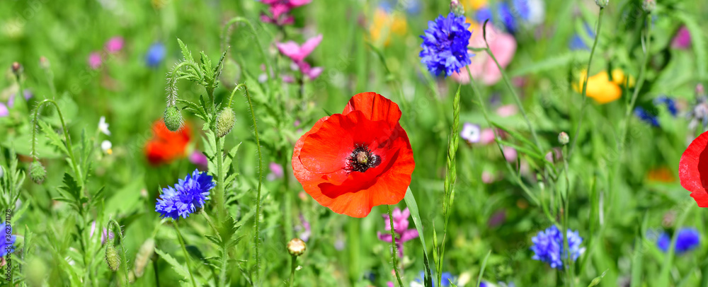 Fototapeta premium Gartenblumen gemischt