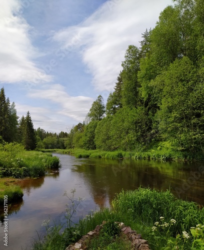 river in the forest