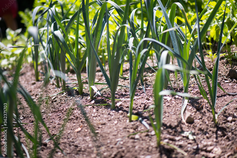 Naklejka premium Garlic plant A garden bed with garlic. Green leaves, young plant.