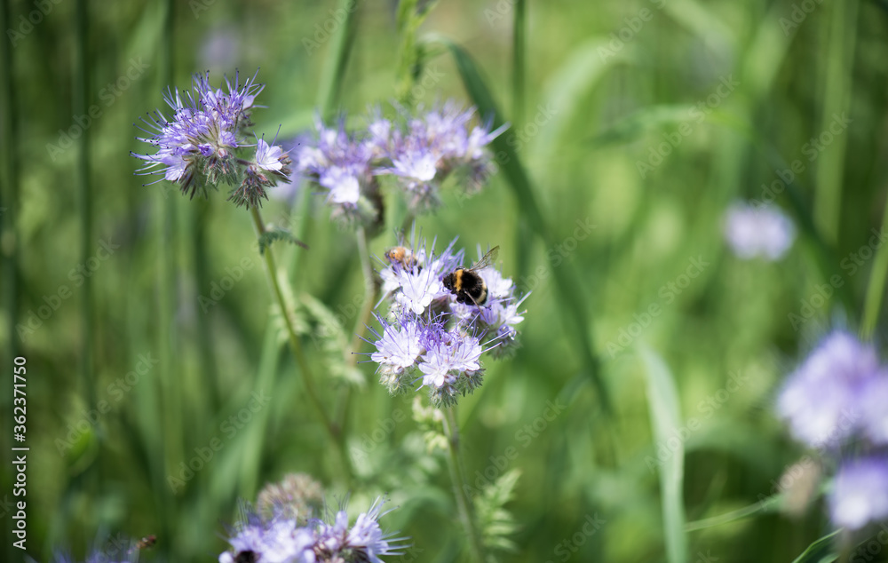 A bumblebee on a flower collects nectar. Summer period. Flowering and pollination with insects. A bumblebee on a flower collects nectar. Summer period. Flowering and pollination with insects.