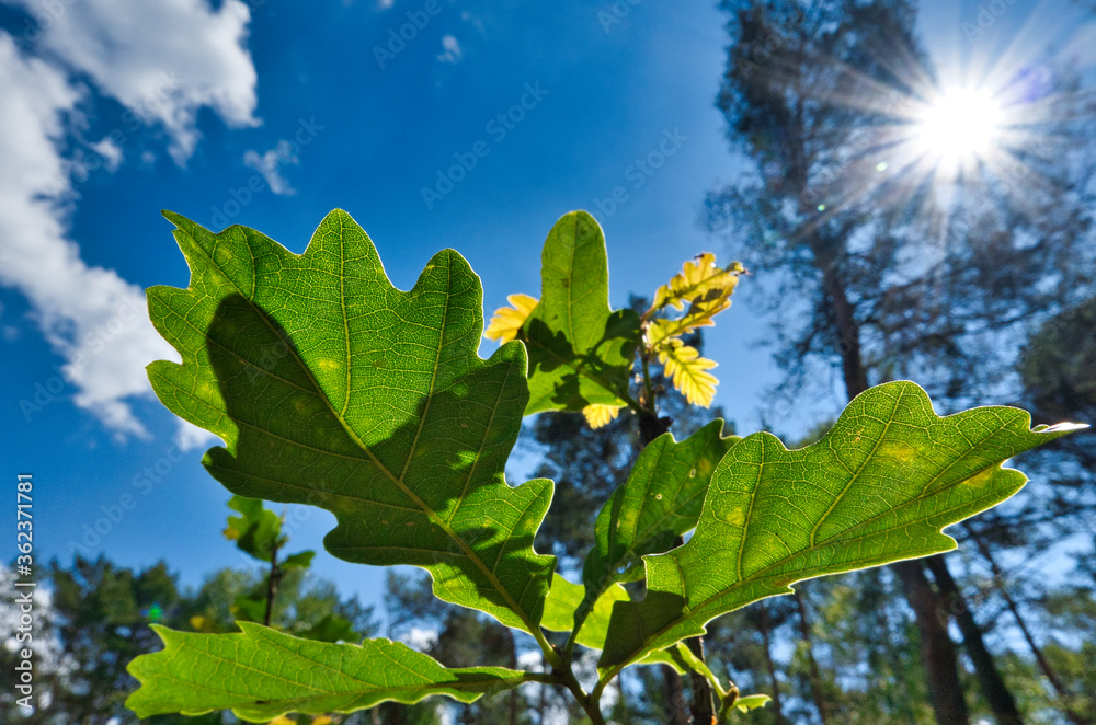 Obraz premium LIŚCIE SADZONKI DĘBU