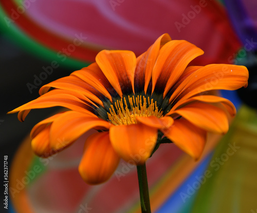 Orange flower with stripes on a colorfull background  photo made in Weert the Netherlands