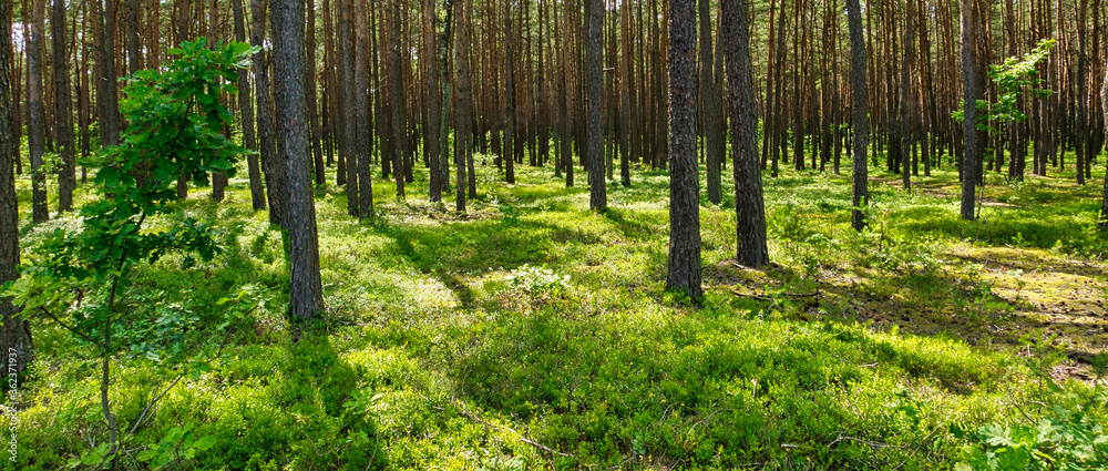 Naklejka premium las w lecie