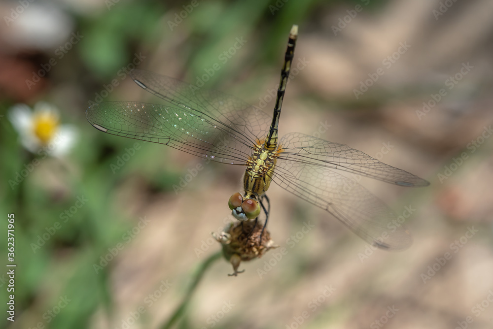 Dragonfly on flower in the garden.	