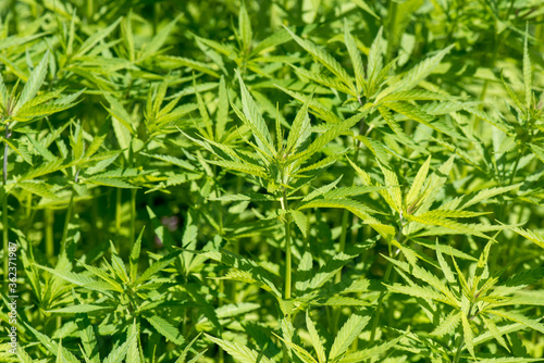 Agricultural hemp. Plantation of wild hemp. Cannabis leaves close up.