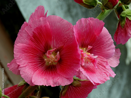 kwiaty roslin z rodzaju malwa rosnace przy ogrodzeniach domow w miescie bialystok na podlasiu w polsce