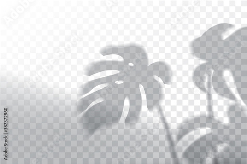 Shadow, overlay effects mock up, window frame and leaf of plants, natural light, vector illustration.
