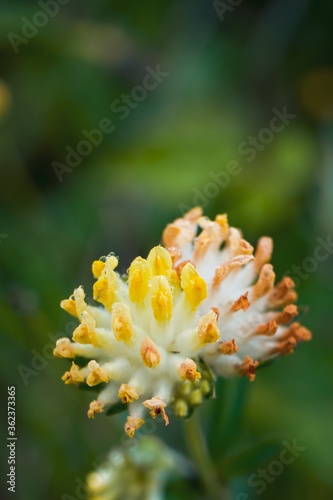 Vertical shot of an Anthyllis vulneraria in a field under the sunlight with a blurry background photo