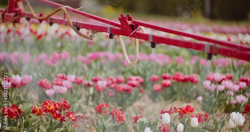 Tractor Spraying Chemicals on Tulips Flower Plantation photo