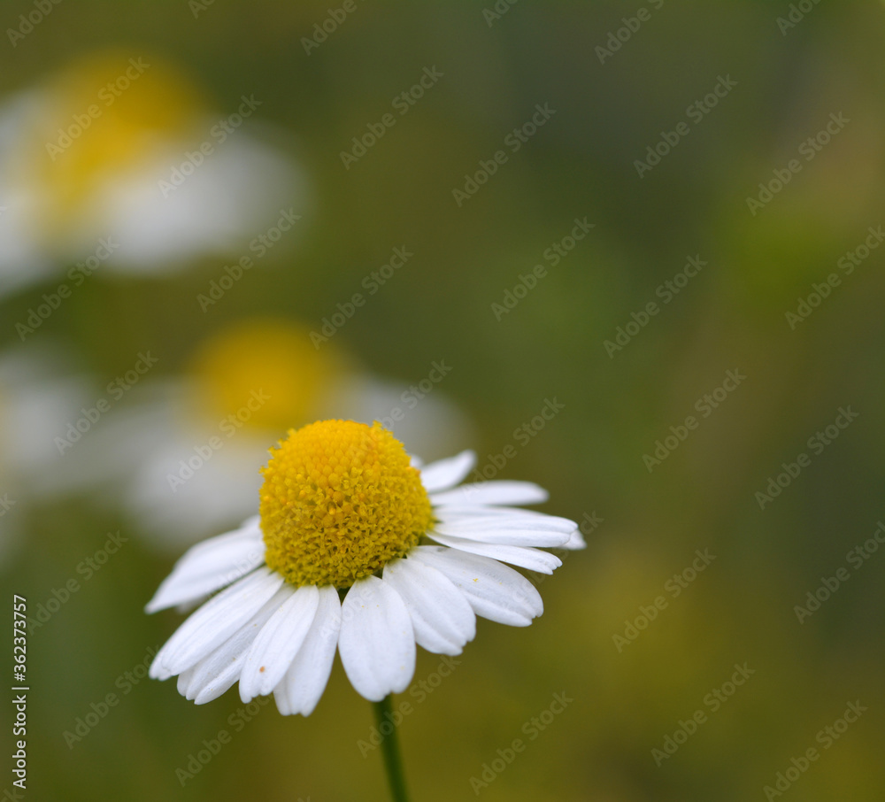 Obraz premium Camomille