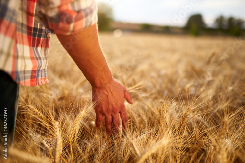 Farmer touching ripe wheat ears with hand walking in a cereal golden field on sunset. Agronomist in flannel shirt examining crop before harvesting on sunrise. Sun flares. Organic farming concept.