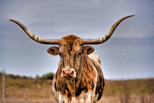 a Texas Longhorn bull located in range land on the Oklahoma panhandle, about 50 miles west of Woodward.