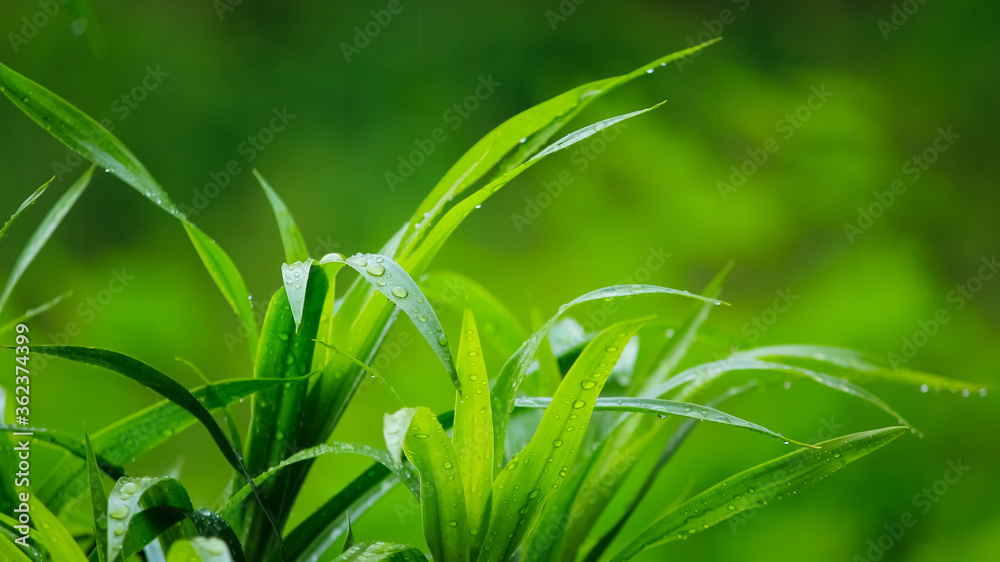 Obraz premium Frosty pale grass with water droplets.