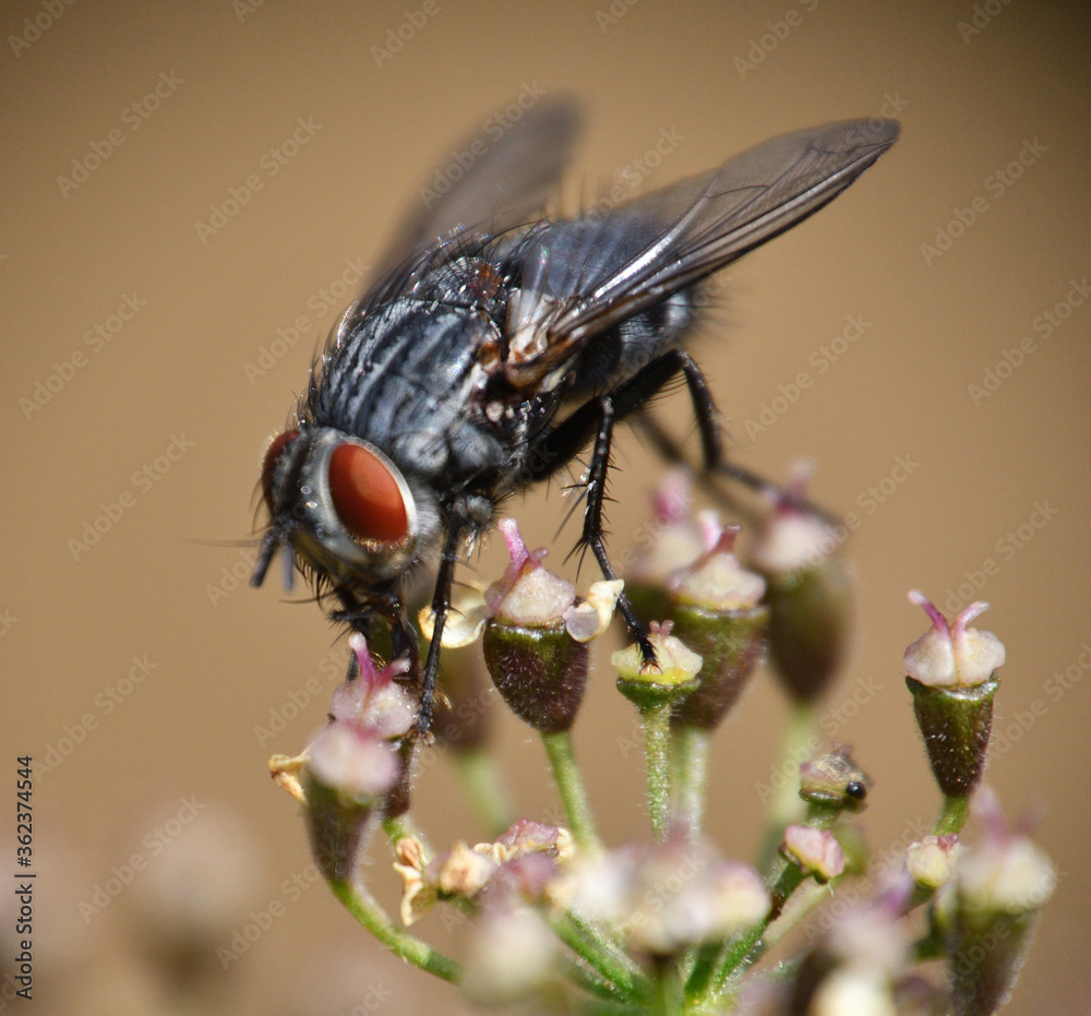 A close up photo from a fly sitting on a plant, photo made in Weert the Netherlands A close up photo from a fly sitting on a plant, photo made in Weert the Netherlands