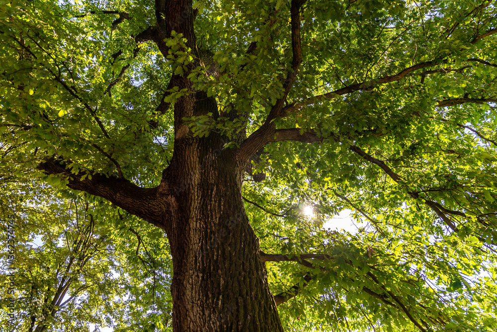 Fototapeta premium Vue sur le tronc avec les ramifications des branches d'un chêne centenaire dans un parc à Metz sous le soleil