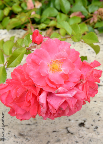 pink and white roses in the garden