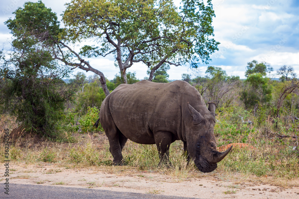 Fototapeta premium African white rhino with powerful horn