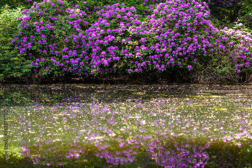 Scenic pond with purple rhododendron flowers bushes in blossom and reflection in water © Evelien